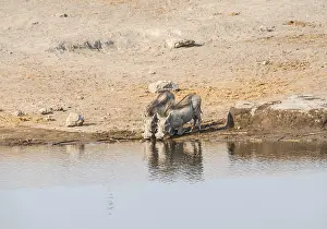 Two warthogs (Phacochoerus africanus) drinking