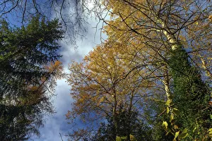 Warty birch (Betula pendula) in autumn colour