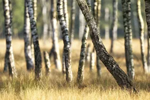 Warty birch (Betula pendula) with grass