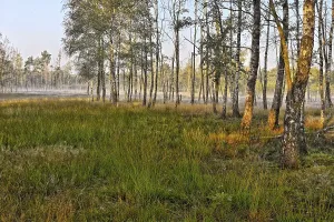 Warty birch (Betula pendula) with grass