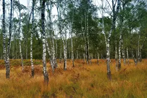 Warty birch (Betula pendula) with grass and fern