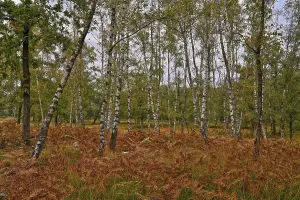 Warty birch (Betula pendula) with grass and fern