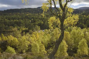 Warty birch (Betula pendula) and scots pine (Pinus sylvestris) woodland around the River Affric