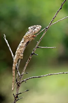 Warty Chameleon (Furcifer verrucosus)