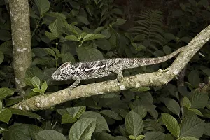 Warty Chameleon (Furcifer verrucosus)