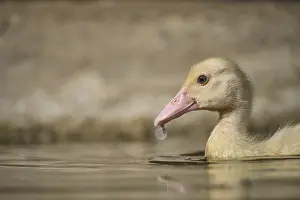 Warty duck chicks in water, Fatima