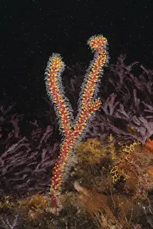 Warty gorgonian (Homophyton verrucosum)