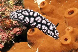 Warty sea slug (Phyllidiella pustulosa) shell-less sea slug crawls on sponge (Porifera)
