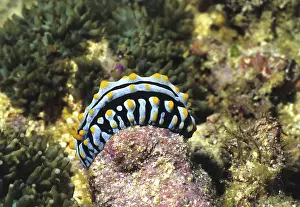 Warty snail
