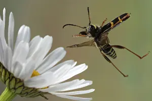 Wasp beetle (Clytus arietis)