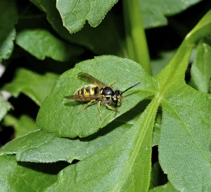 Wasp on dahlia leaf