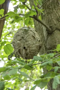Wasp nest in the tree in natural environment