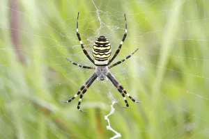 Wasp Spider (Argiope bruennichi)