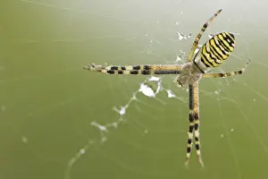 Wasp spider (Argiope bruennichi)