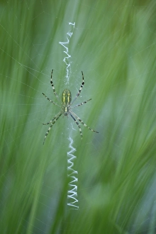 Wasp spider (Argiope bruennichi)