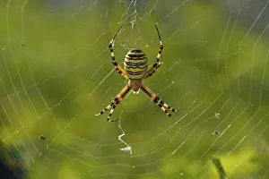 Wasp Spider (Argiope bruennichi)