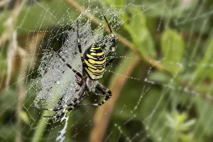 Wasp spider (Argiope bruennichi)