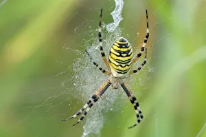 Wasp spider (Argiope bruennichi)