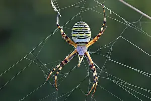 Wasp spider, Argiope bruennichi