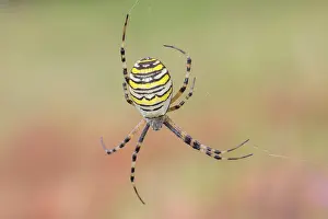 Wasp spider (Argiope bruennichi)