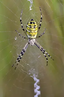 Wasp spider (Argiope bruennichi)