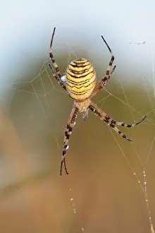 Wasp spider (Argiope bruennichi)
