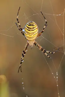 Wasp spider (Argiope bruennichi)