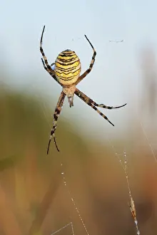 Wasp spider (Argiope bruennichi)