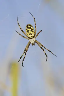Wasp spider (Argiope bruennichi)