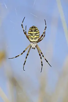 Wasp spider (Argiope bruennichi)