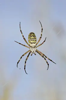 Wasp spider (Argiope bruennichi)