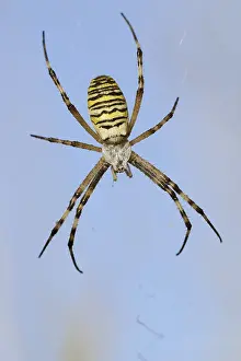 Wasp spider (Argiope bruennichi)