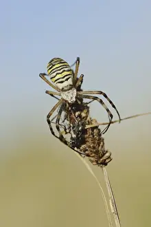 Wasp spider (Argiope bruennichi)