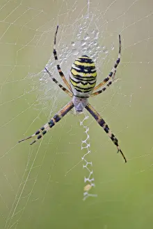 Wasp Spider, Argiope bruennichi
