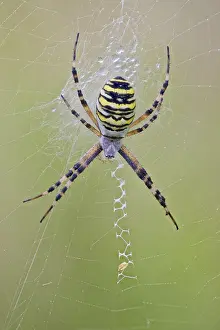 Wasp Spider, Argiope bruennichi