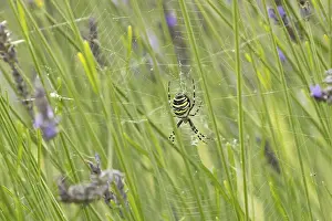 Wasp spider (Argiope bruennichi) adult in its web amongst lavender plants in the summer