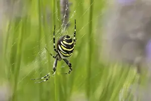 Wasp spider (Argiope bruennichi) adult in its web in the summer