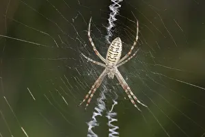 Wasp spider (Argiope bruennichi), female