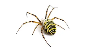 Wasp spider argiope bruennichi showing yellow and black striped body on white