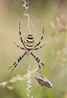 Wasp spider (Argiope bruennichi) with spun grasshopper