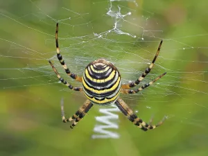 Wasp spider (Argiope bruennichi) with typical zigzag in the catching net