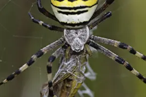 Wasp spider, Argiope bruennichi, wasp spider