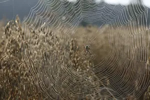 Wasp spider (Argiope bruennichi) in a web covered with dew drops