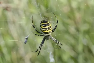 Wasp Spider (Argiope bruennichi) in web with prey
