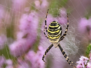 Wasp spider (Argiope bruennichi) or zebra spider in its catching net in the heath
