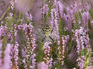 Wasp spider (Argiope bruennichi) or zebra spider in its catching net in the heath