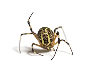 Wasp spider in distress hanging from its web