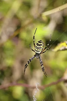 Wasp spider, zebra spider (Argiope bruennichi) on its web in a bramble bush in a vineyard