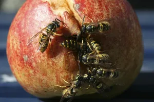 Wasps on (and in) a gnawed fallen apple