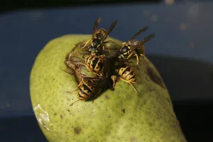 Wasps on (and in) a pear that has fallen from a tree